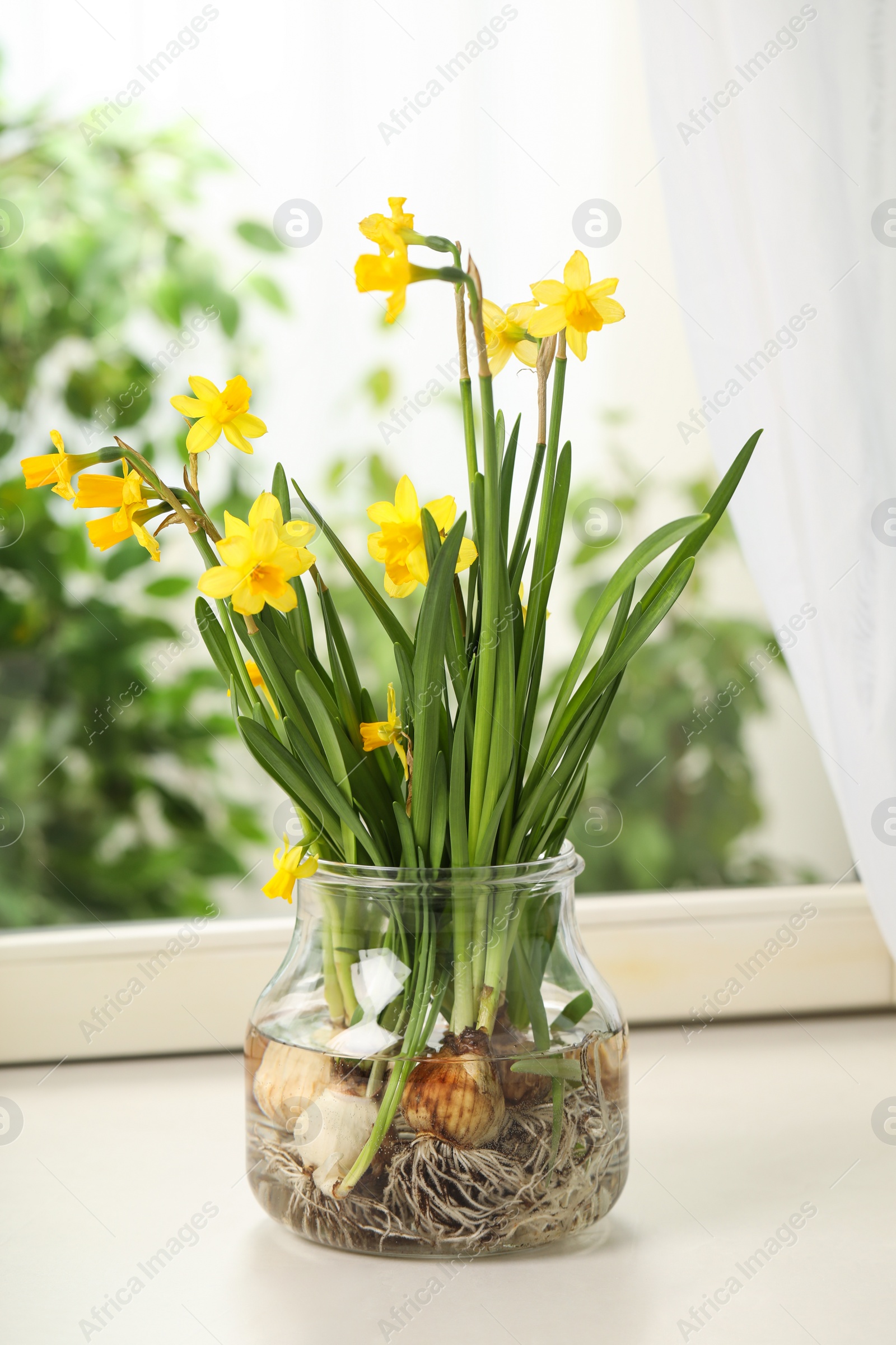Photo of Beautiful narcissus flowers with bulbs in glassware on window sill