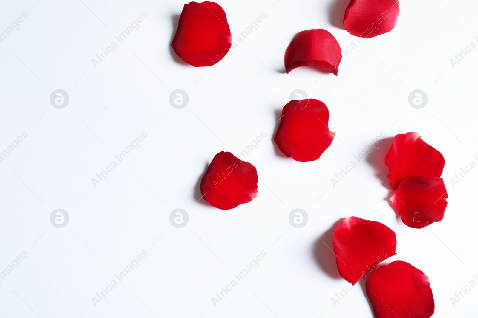 Photo of Red rose petals on white background, top view