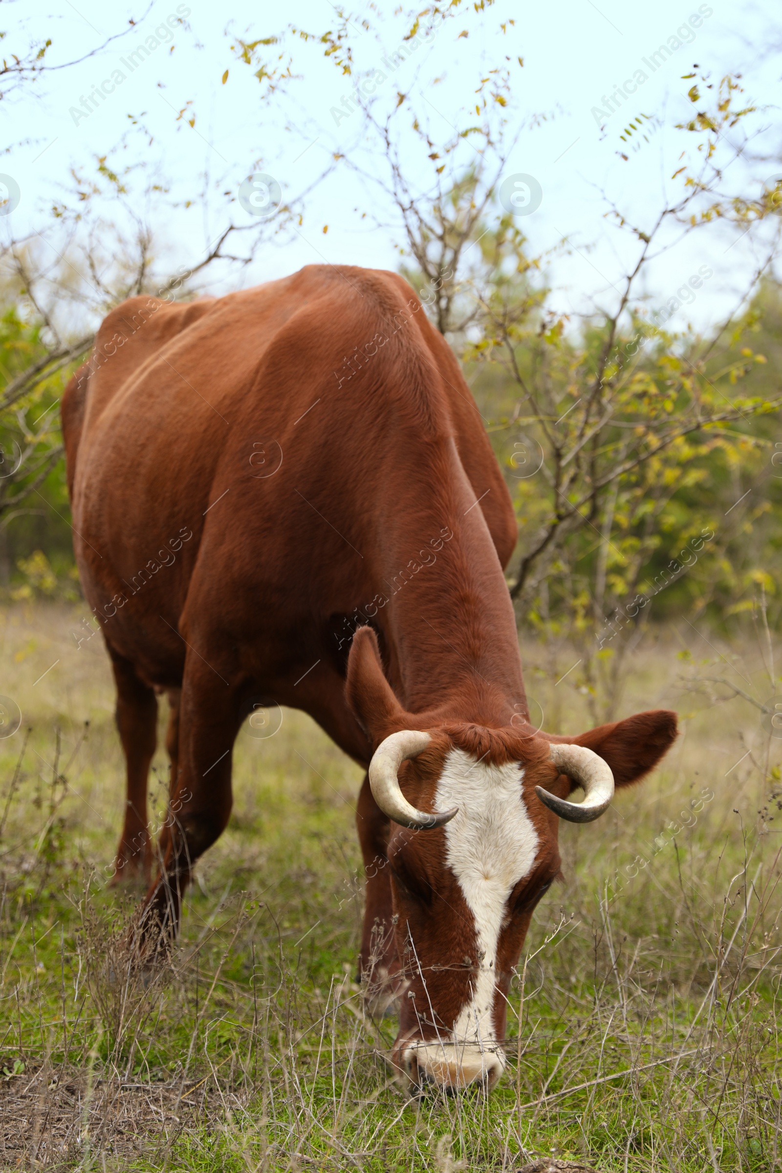 Photo of Cow grazing on green meadow. Farm animal