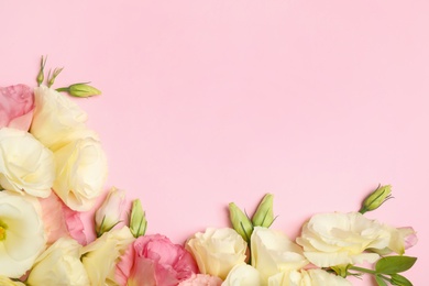 Photo of Beautiful Eustoma flowers on pink background, flat lay. Space for text