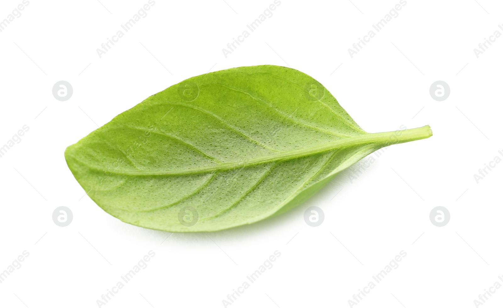 Photo of Fresh green basil leaf on white background