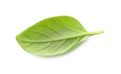 Photo of Fresh green basil leaf on white background