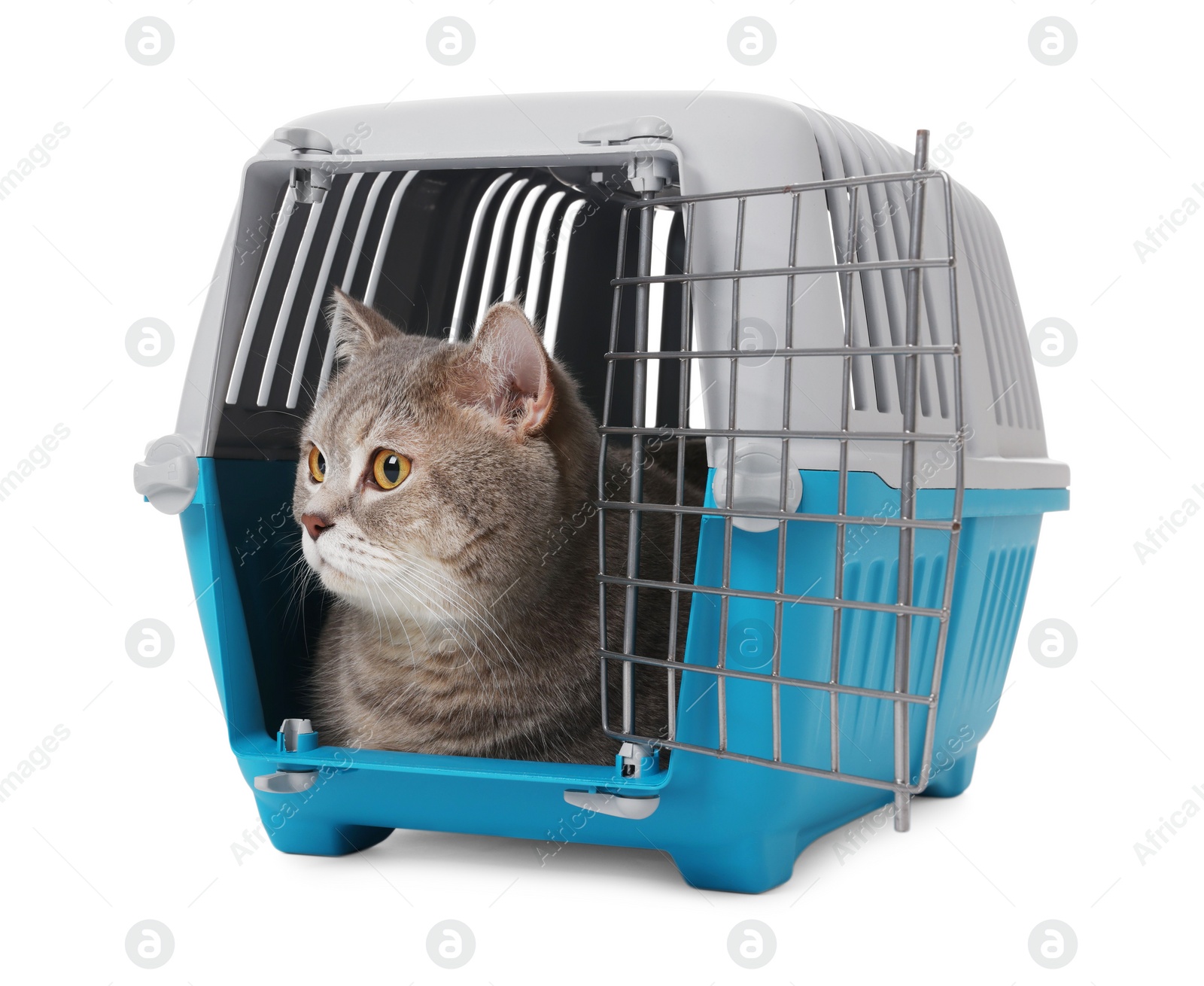 Photo of Travel with pet. Cute cat in carrier on white background