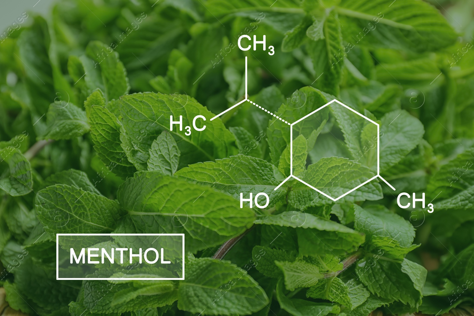 Image of Illustration of menthol chemical formula and fresh aromatic green mint, closeup view 