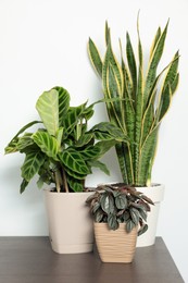 Photo of Many different beautiful house plants on wooden table near white wall
