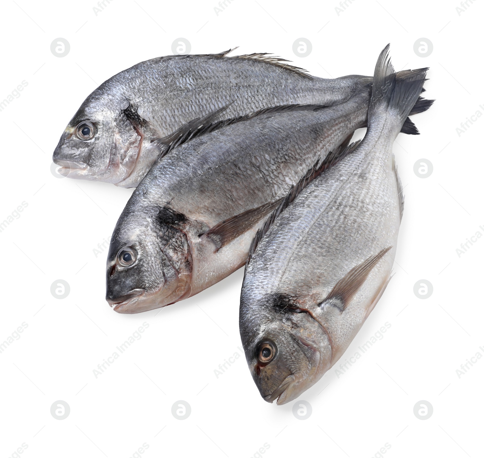 Photo of Fresh raw dorado fish isolated on white