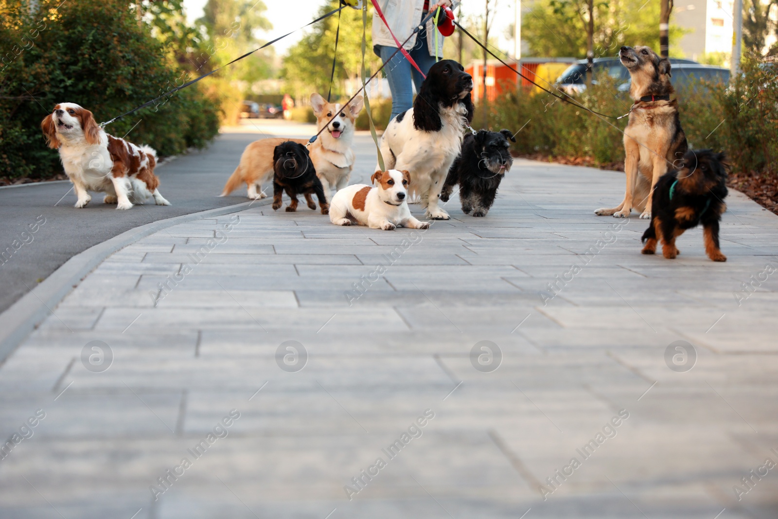 Photo of Young woman walking adorable dogs in park