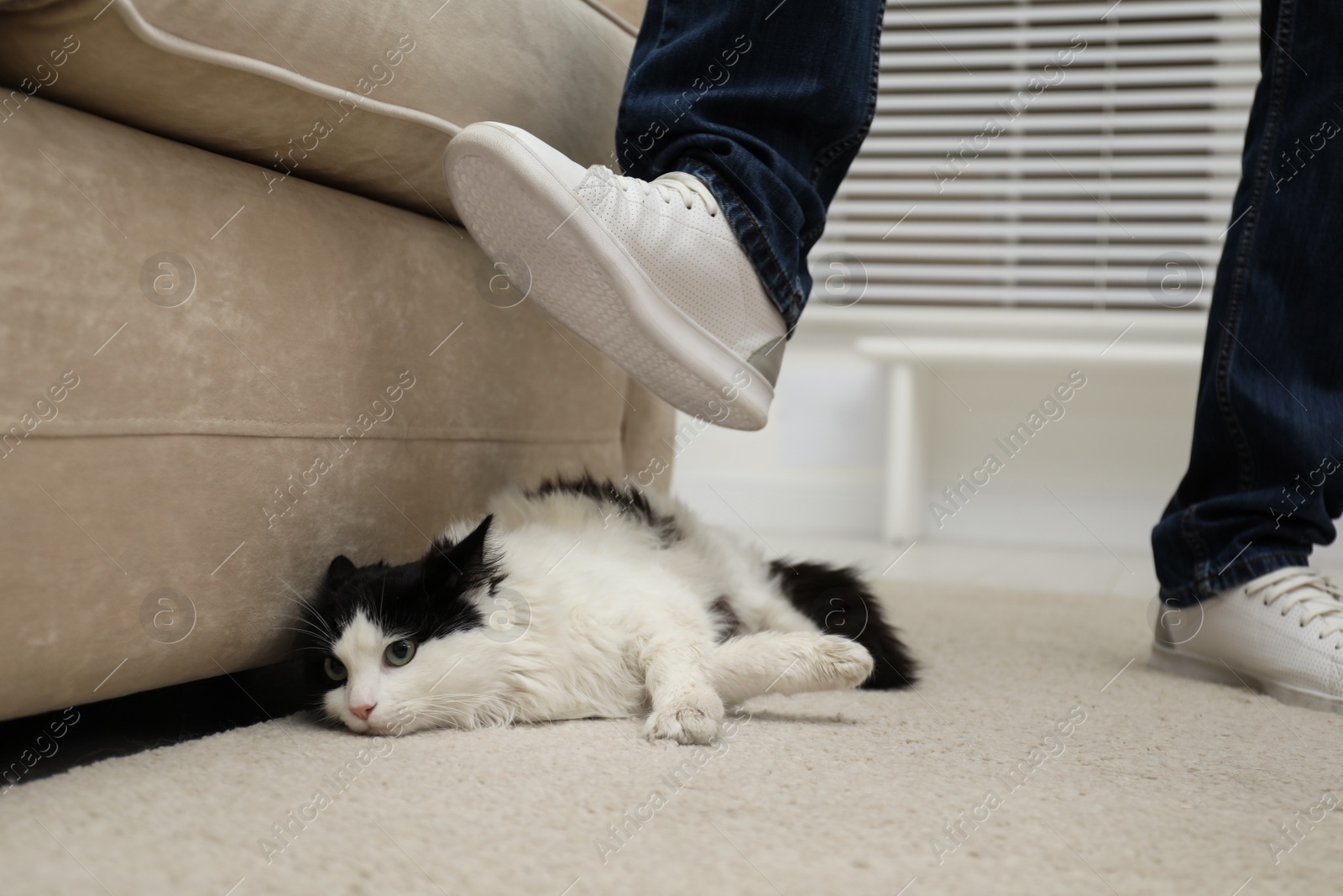 Photo of Man kicking cat at home, closeup of leg. Domestic violence against pets