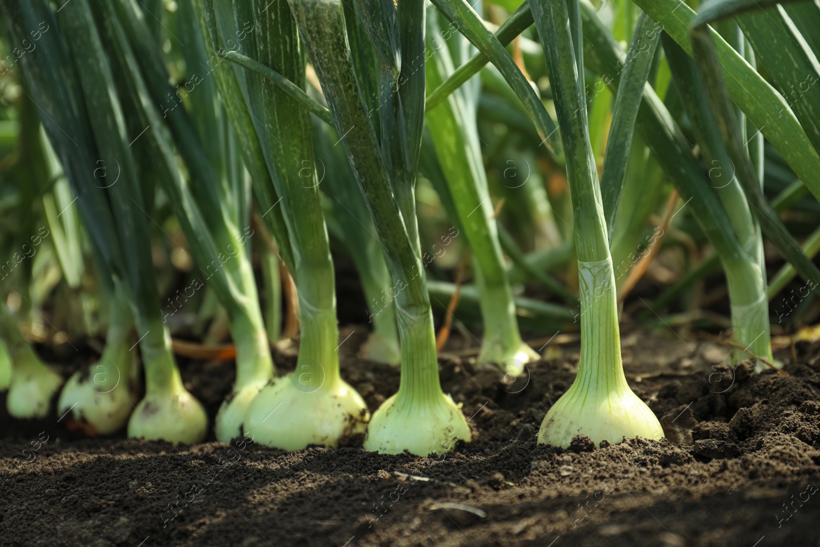 Photo of Green onions growing in field, closeup. Harvest season