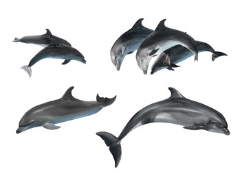 Image of Beautiful grey bottlenose dolphins on white background, collage