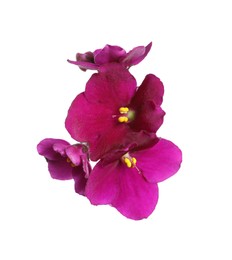 Photo of Pink violet flowers isolated on white. Delicate house plant