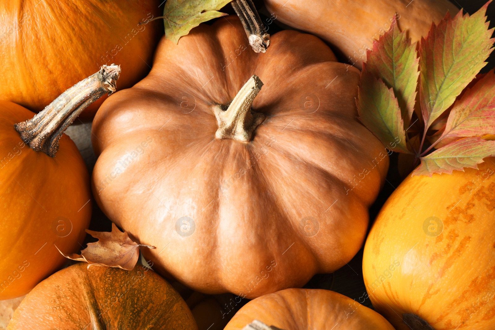 Photo of Many fresh ripe pumpkins as background, top view. Holiday decoration