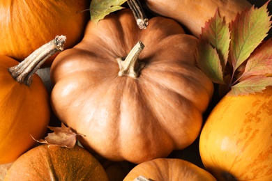 Many fresh ripe pumpkins as background, top view. Holiday decoration