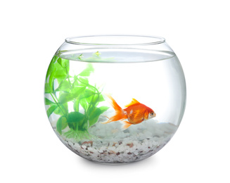 Beautiful bright small goldfish in round glass aquarium isolated on white