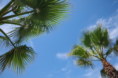 Photo of Beautiful palm trees outdoors on sunny summer day, low angle view