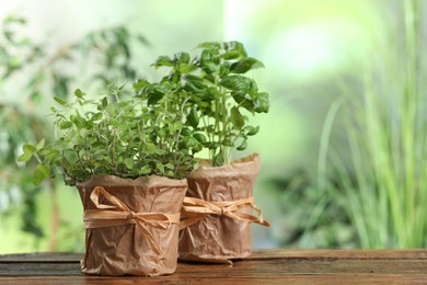 Photo of Aromatic potted oregano and basil on wooden table. Space for text