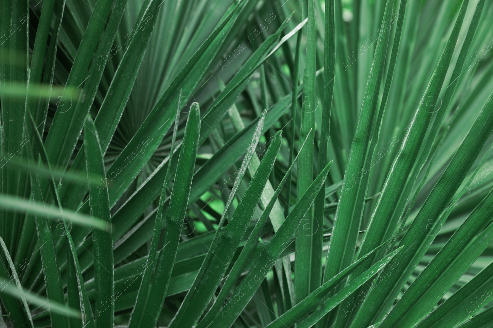 Photo of Beautiful green tropical leaves outdoors, closeup view