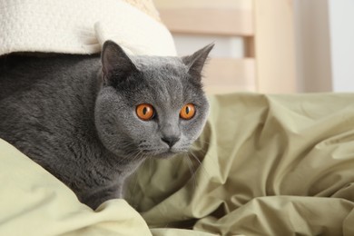 Photo of Adorable grey British Shorthair cat on bed indoors