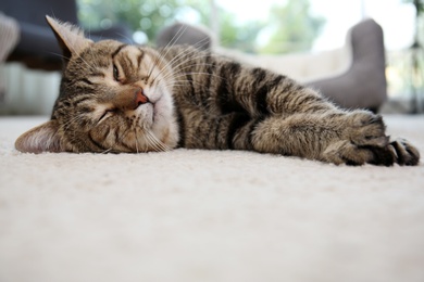 Cute cat resting on carpet at home