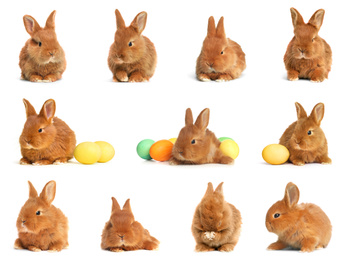 Image of Collage with adorable fluffy Easter bunnies on white background