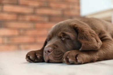 Chocolate Labrador Retriever puppy sleeping on floor indoors