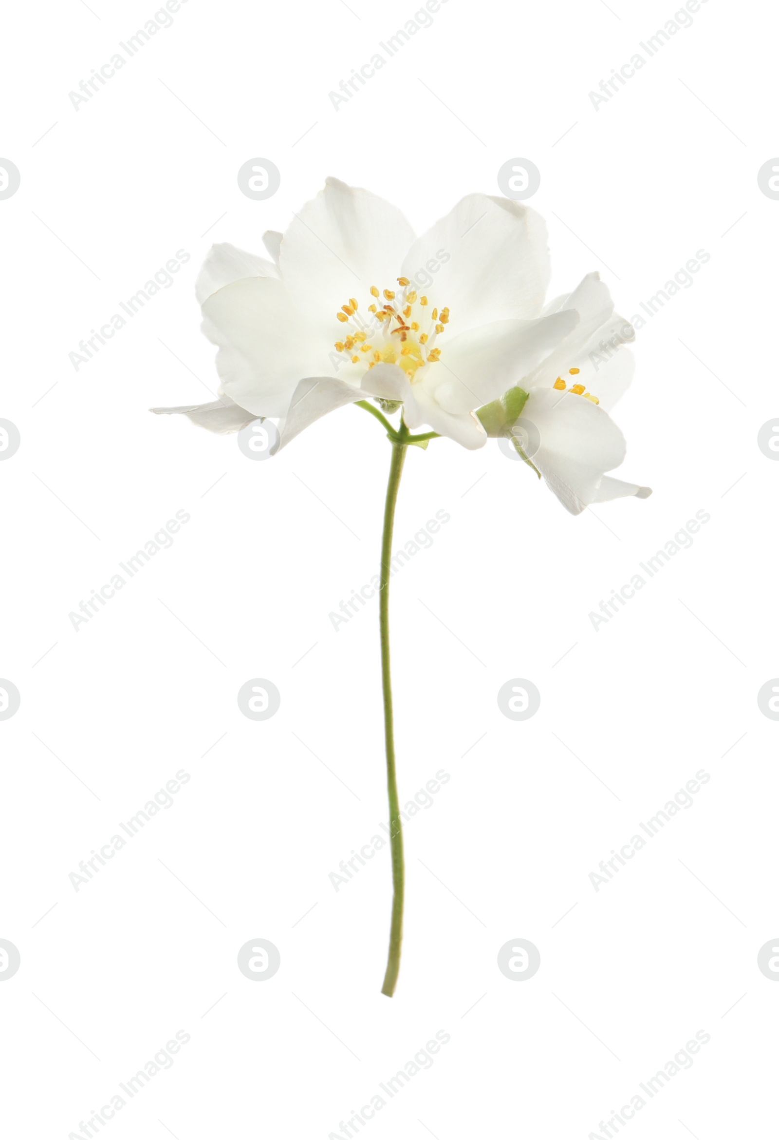 Photo of Beautiful flowers of jasmine plant isolated on white