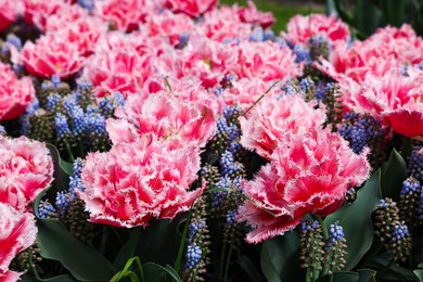 Many beautiful tulip and muscari flowers growing outdoors, closeup. Spring season