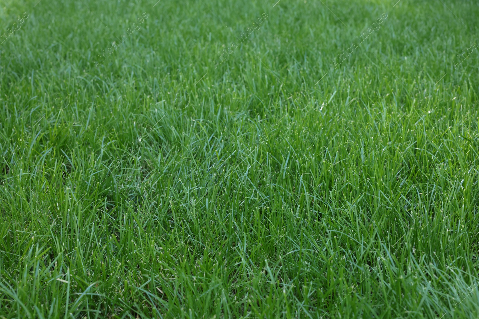 Photo of Fresh green grass growing outdoors on summer day