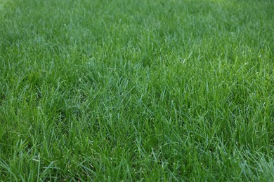 Photo of Fresh green grass growing outdoors on summer day