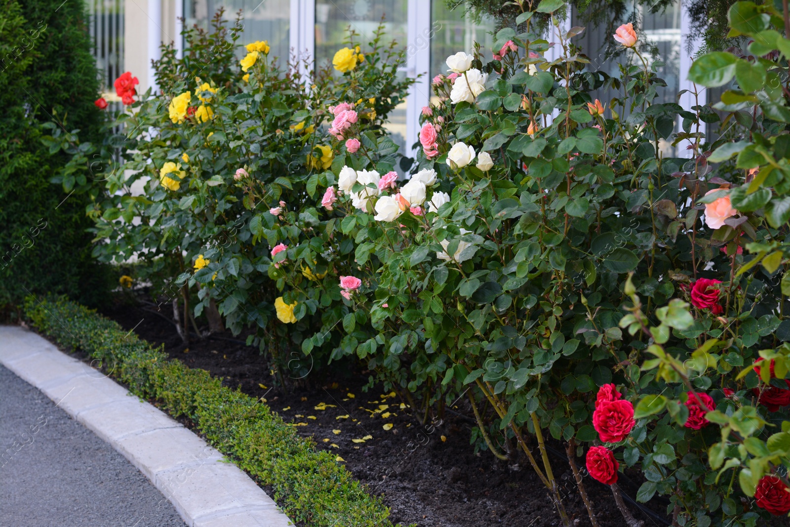 Photo of Bushes with colorful beautiful roses outdoors on summer day