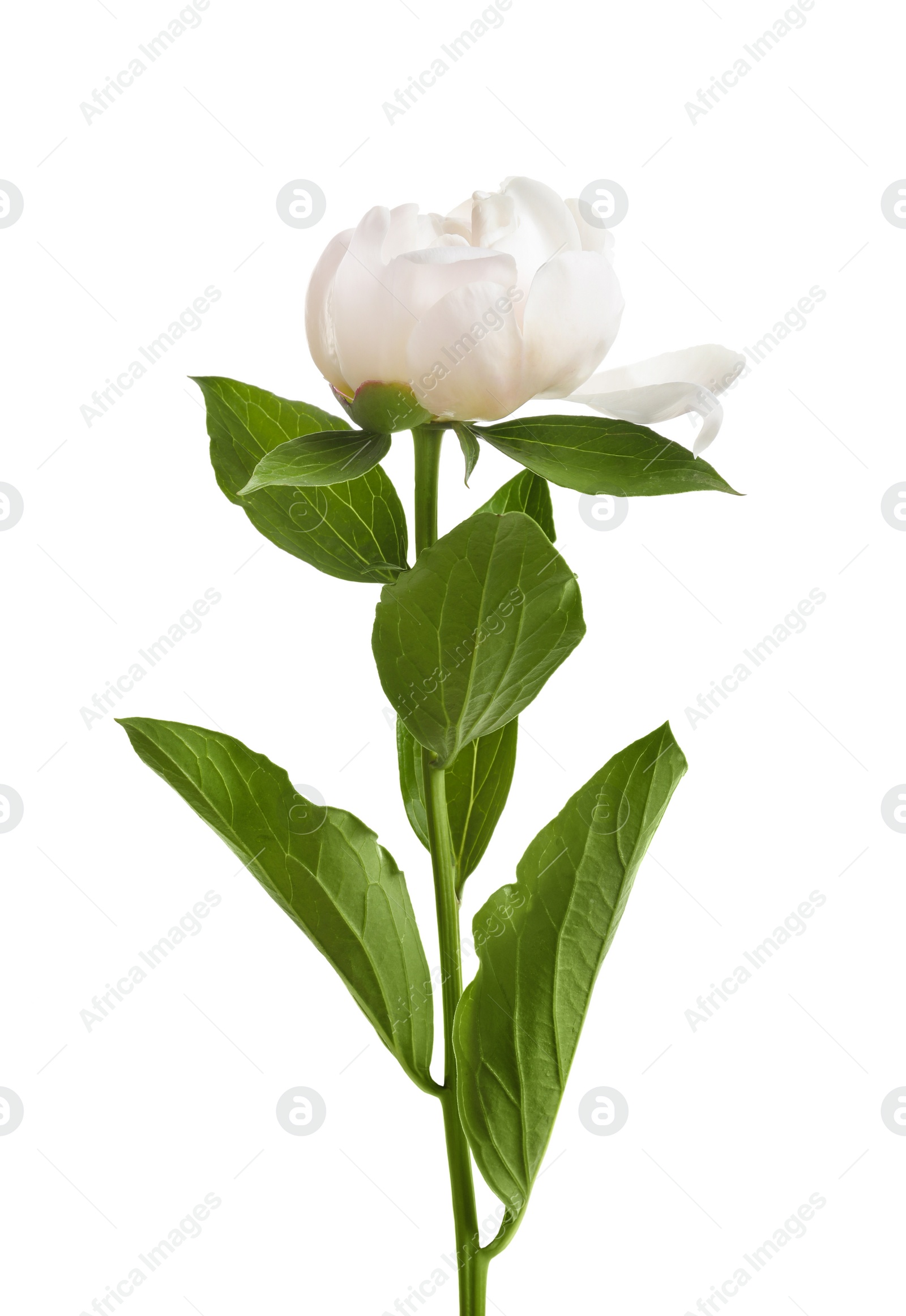 Photo of Beautiful blooming peony flower on white background