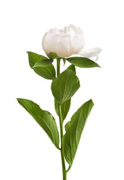 Photo of Beautiful blooming peony flower on white background