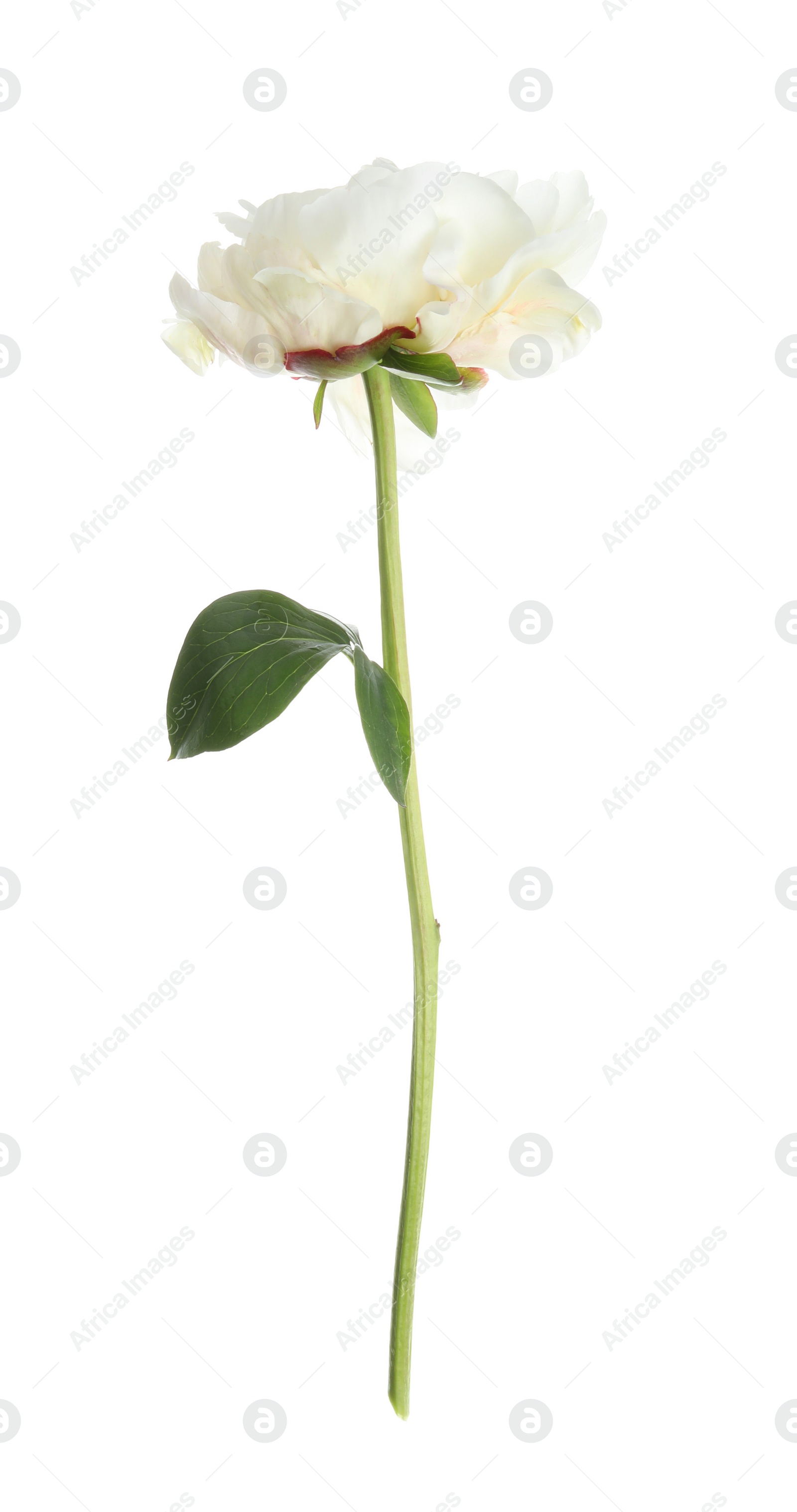 Photo of Beautiful fragrant peony flower isolated on white