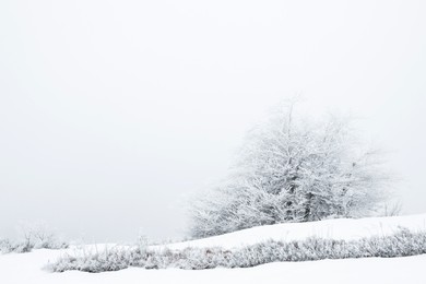 Photo of Trees and plants covered with snow on winter day. Space for text