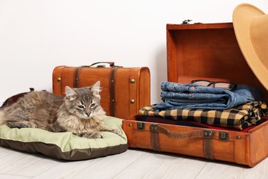 Photo of Travel with pet. Cat, clothes and suitcases indoors