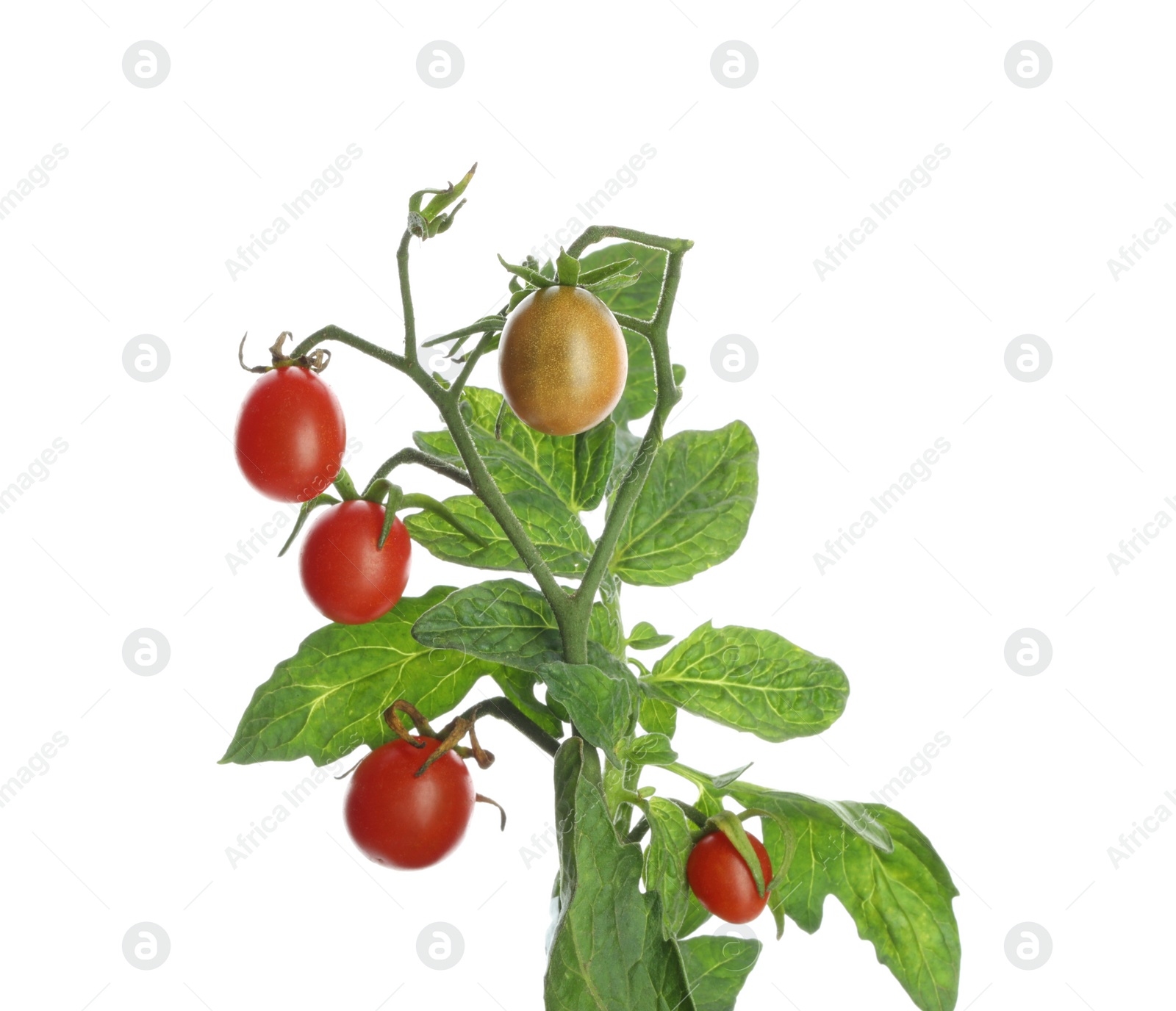 Photo of Stem with ripe cherry tomatoes and leaves isolated on white