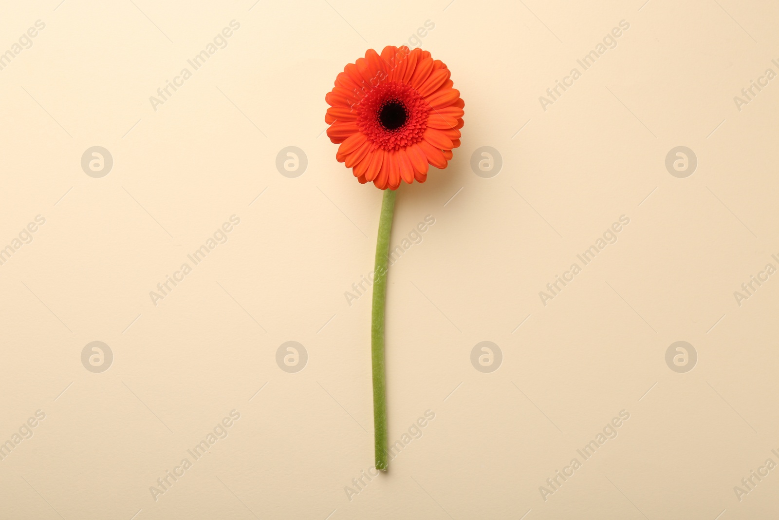 Photo of Beautiful orange gerbera flower on beige background, top view