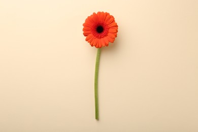 Beautiful orange gerbera flower on beige background, top view