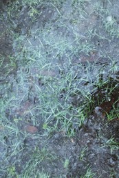 Photo of Grass frozen in ice as background, top view