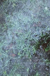 Grass frozen in ice as background, top view