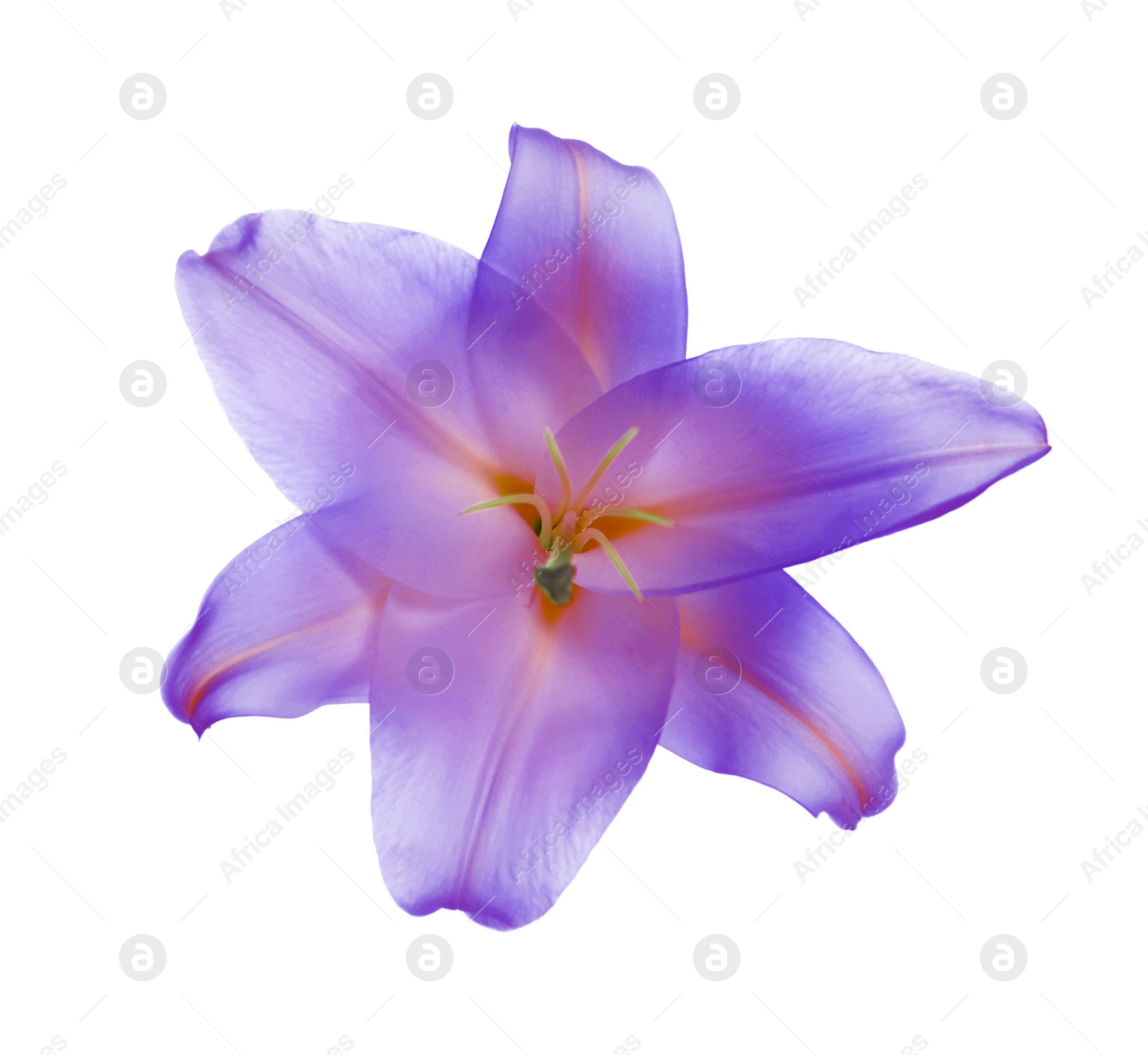 Image of Amazing violet lily flower isolated on white