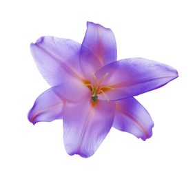 Image of Amazing violet lily flower isolated on white