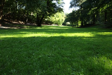 Beautiful fresh green grass in park on sunny day
