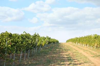 Photo of View of vineyard rows with fresh grapes on sunny day