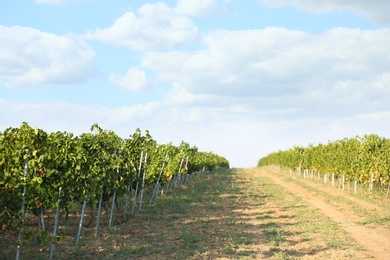 View of vineyard rows with fresh grapes on sunny day