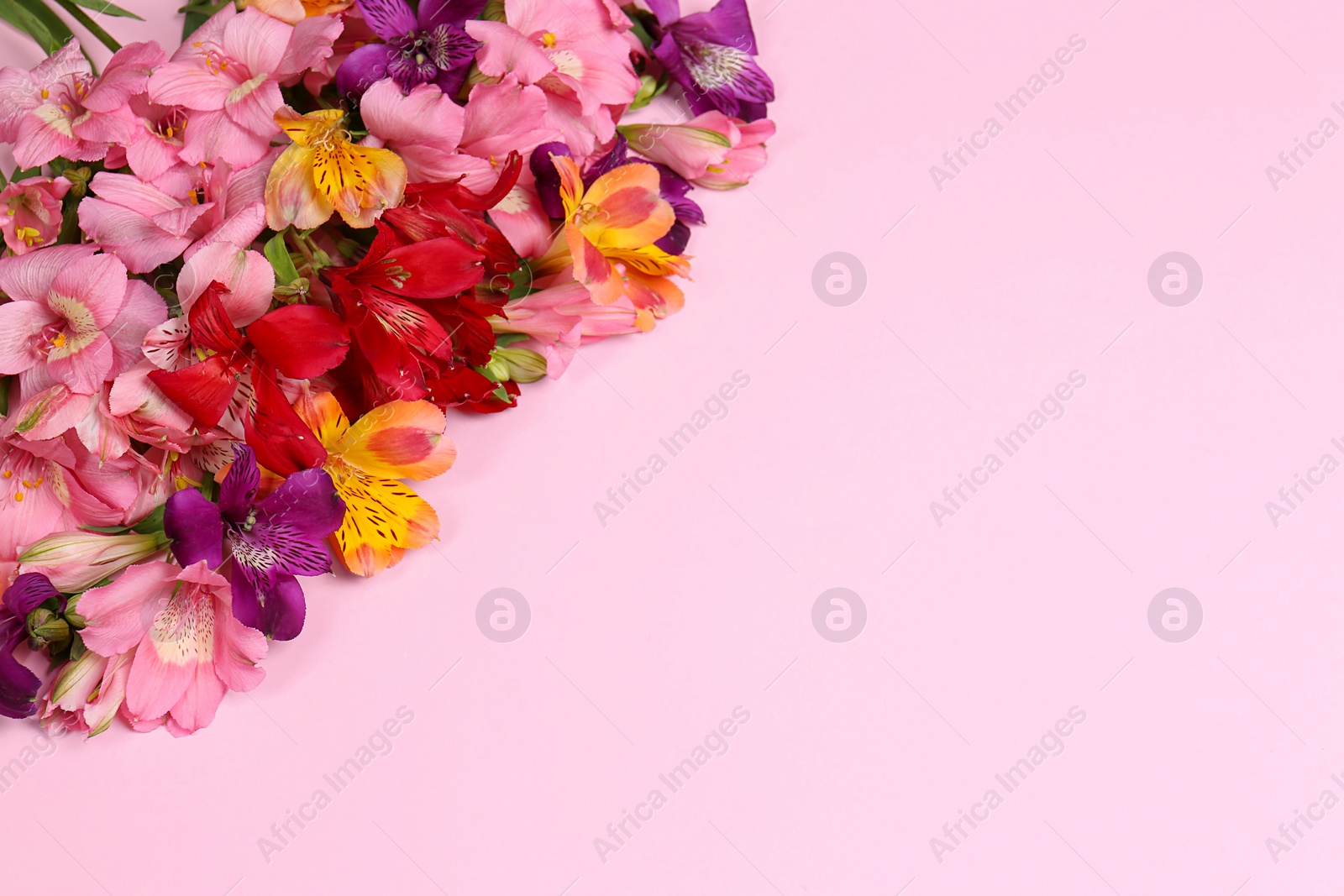 Photo of Beautiful alstroemeria flowers on pale pink background, space for text