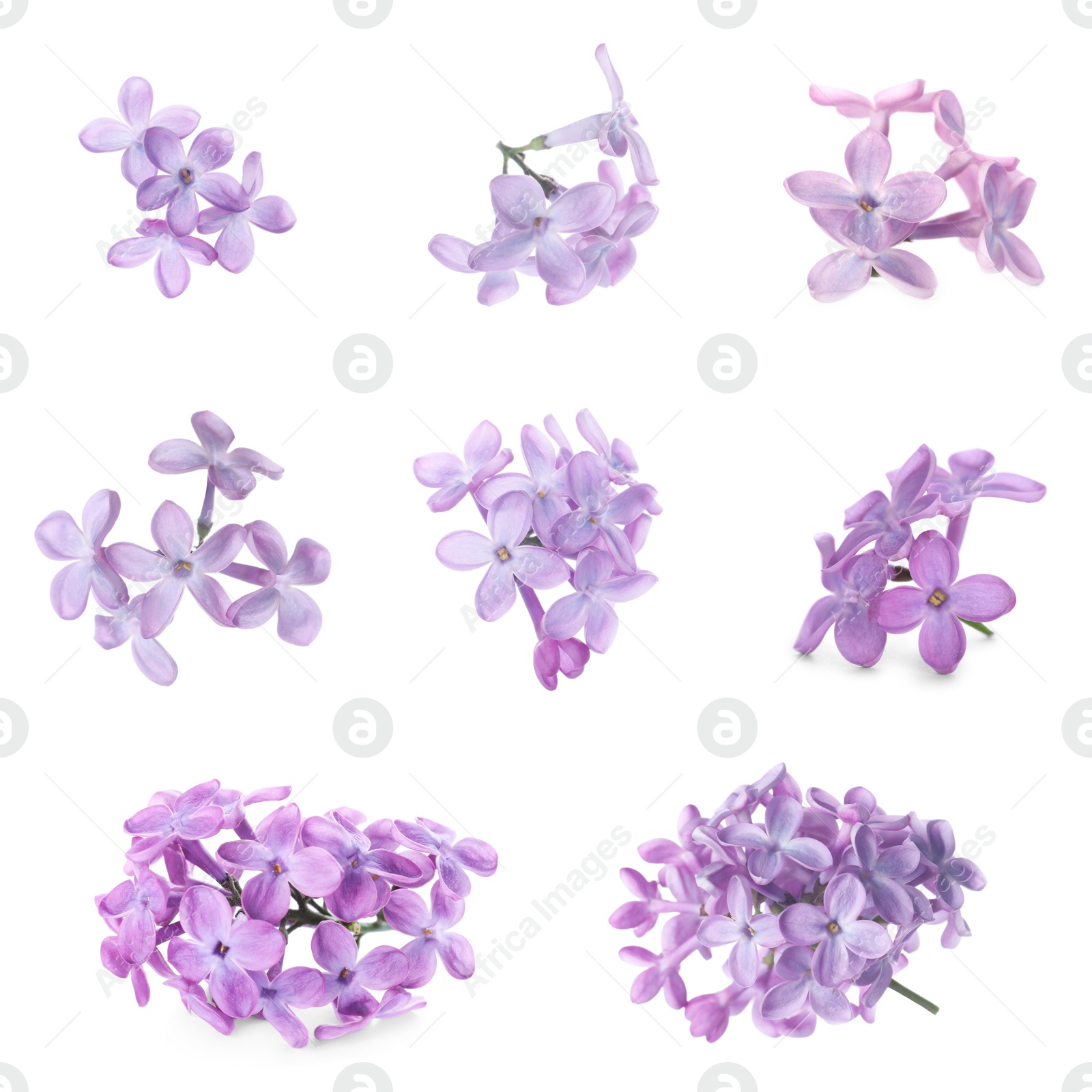 Image of Set of fragrant lilac flowers on white background