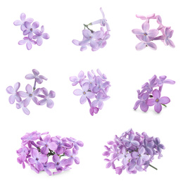 Set of fragrant lilac flowers on white background