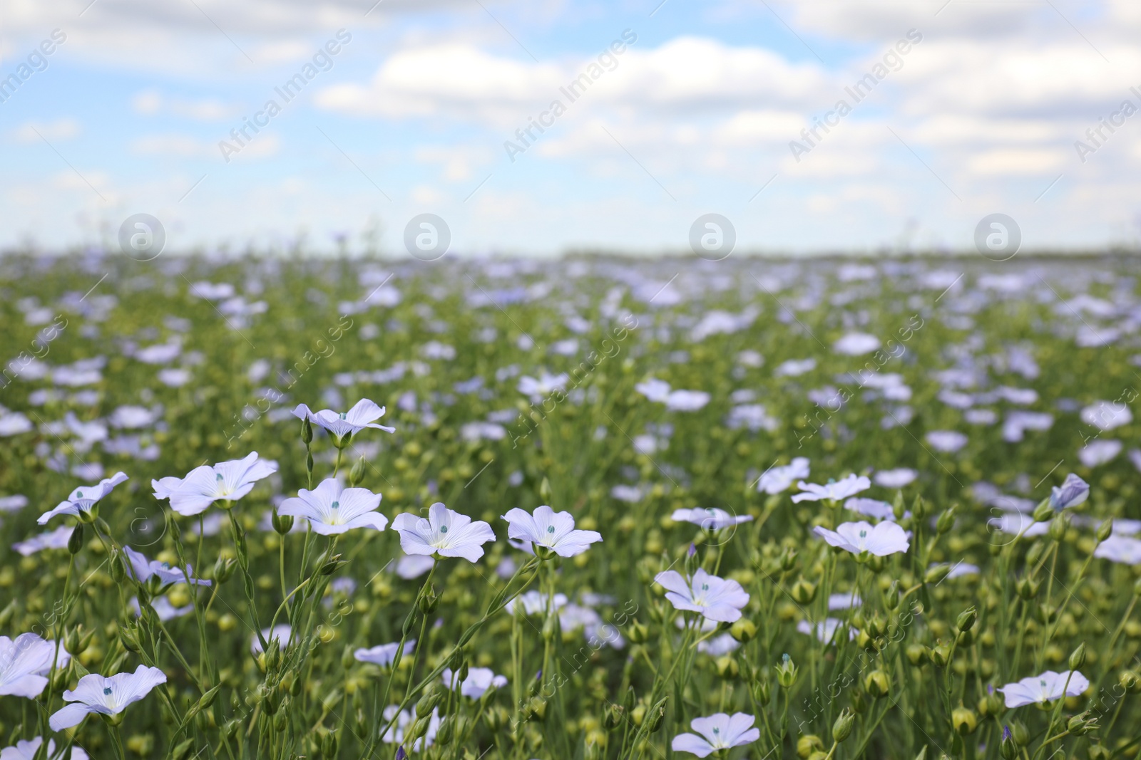 Photo of Closeup view of beautiful blooming flax field