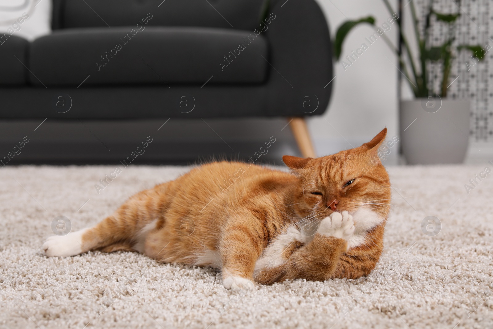 Photo of Cute ginger cat licking paw on carpet at home